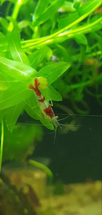 Neocaridinas Red Rili