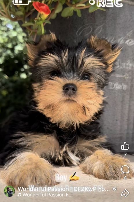 Yorkshire Terrier FCI