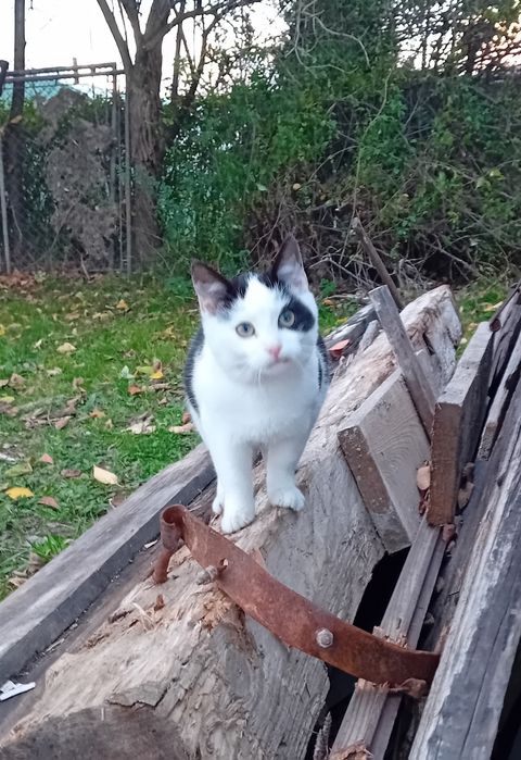 5 miesięczne koty szukają wspaniałych domków