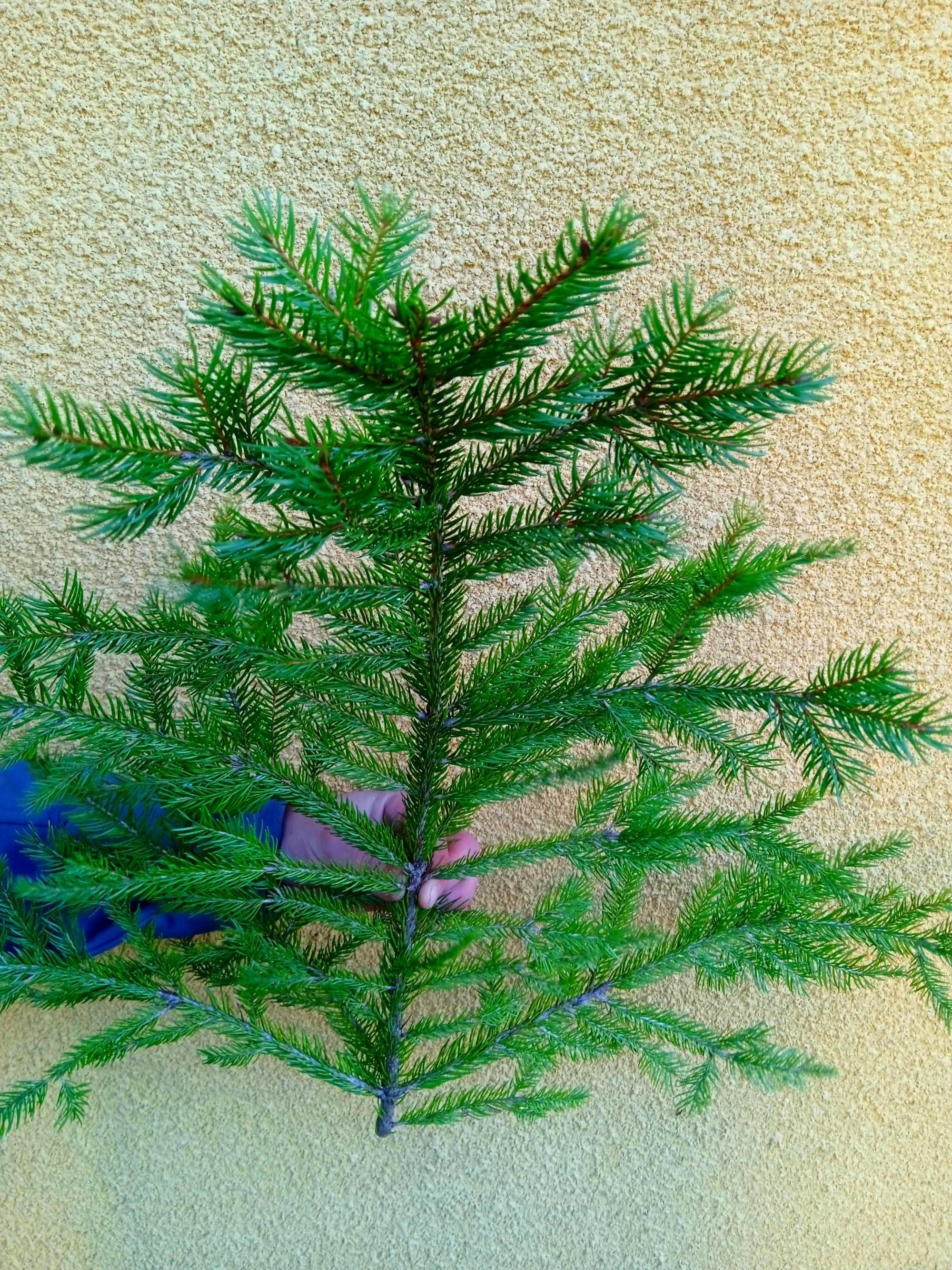 Ялинка для декору, Гілки(Ёлка Новогодняя, ветки для изделия)