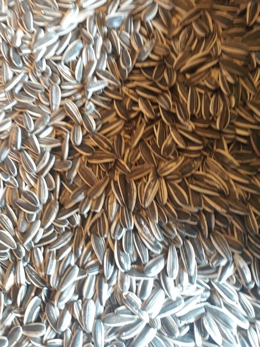 Соняшник насіння,семочки