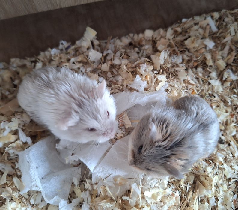 Chomiczki mlode zabajkanskie samce samica satynowe