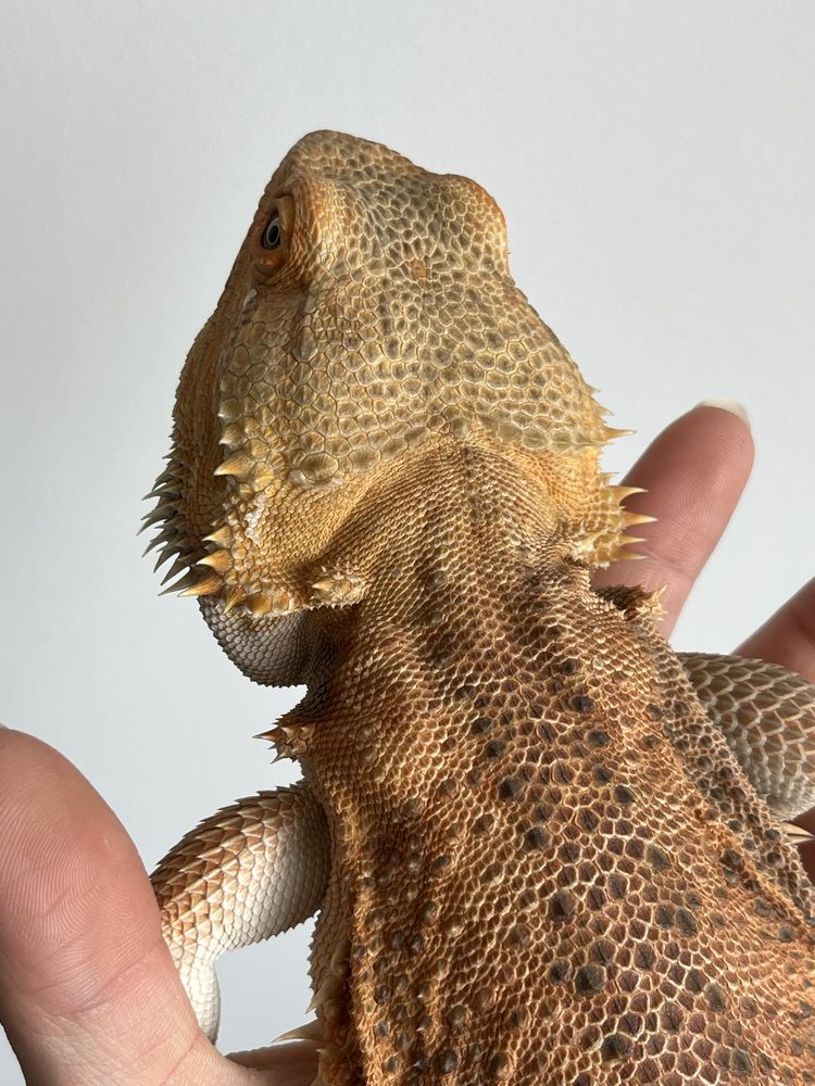 agama brodata samiec red orange het witblits het trans p. vitticeps