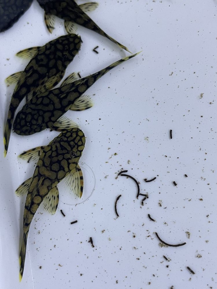 Ancistrus Kiefner II L519
