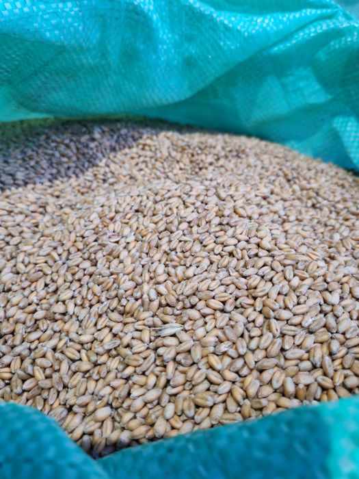 Pszenica ozima Kilimanjaro rok po centrali.