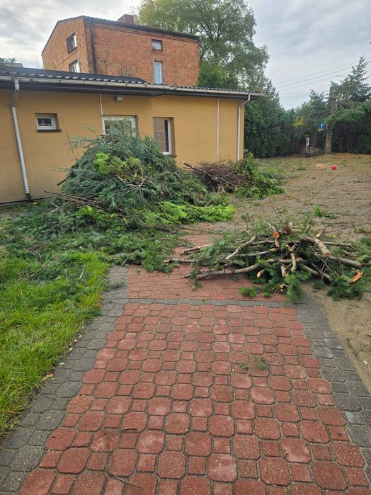 drewno tuje świerk na opał do rębaka oddam ok 500 szt