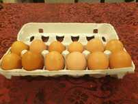 Ovos de galinha do campo criadas no solo