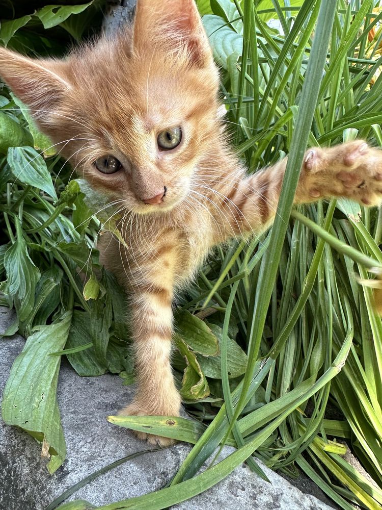 Котята бесплатно