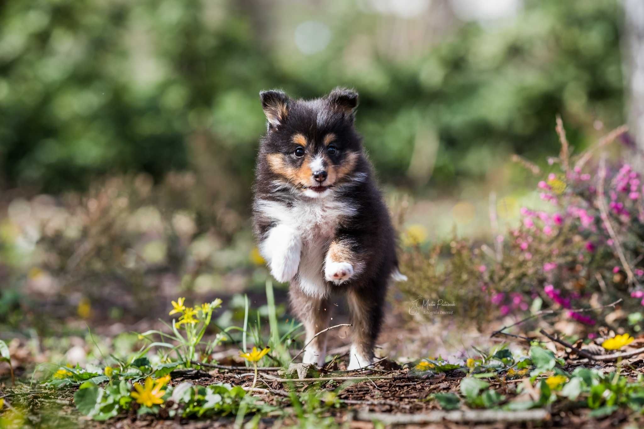 Owczarek Szetlandzki SHELTIE piesek tricolor