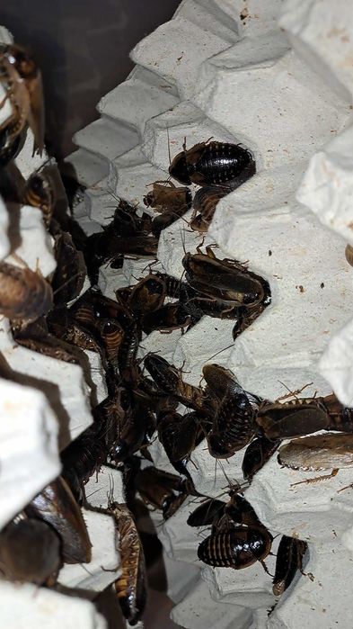 Karaczan argentyński DUBIA – karmówka, pokarm dla agamy i ptasznika