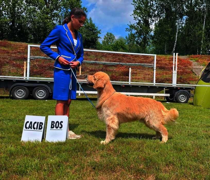 GOLDEN RETRIEVER- złote i ciemnozłote, ZKwP,FCI, po championach