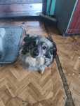 Pies do adopcji za darmo
