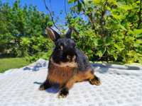 Karzełek czarny podpalany rasowy metryka legalna hodowla królik miniat