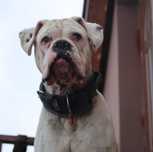 Charlie ok 4 let.pies w typ.boksera kochający ludzi  czeka na adopcję