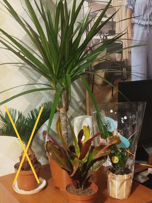 Драцена.Кротони маммі.Фіалка.Стреліция Регіна.Замік Равен.Спатік даймо