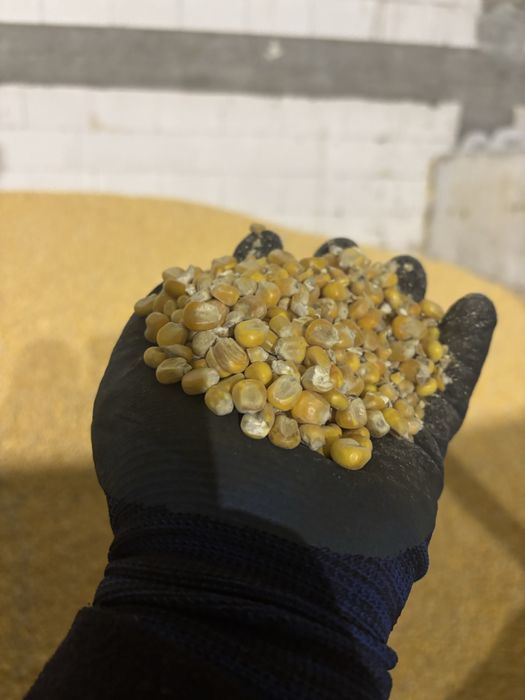 Kukurydza sucha , grube ziarno!!!