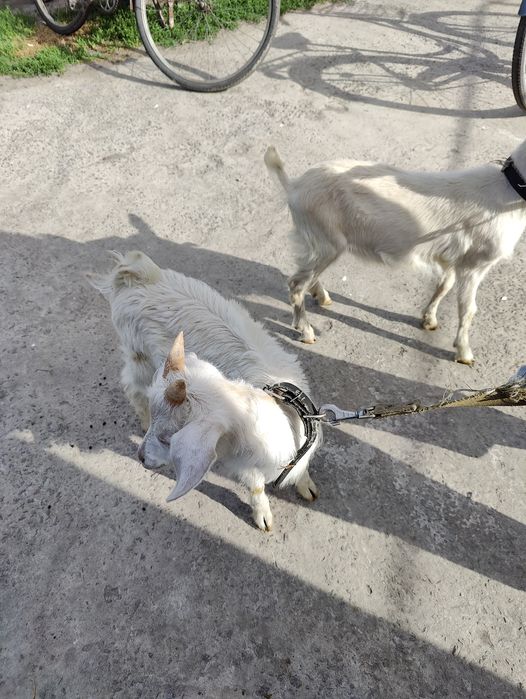 Продам прекрасных козочек