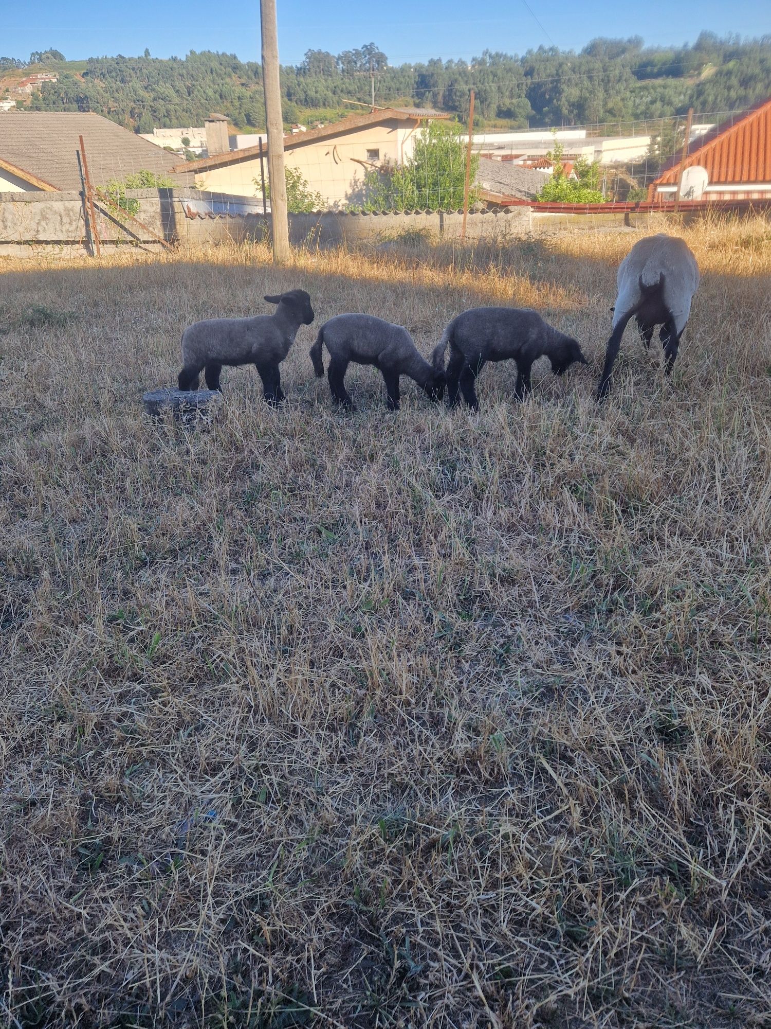 Borregas suffolk puras