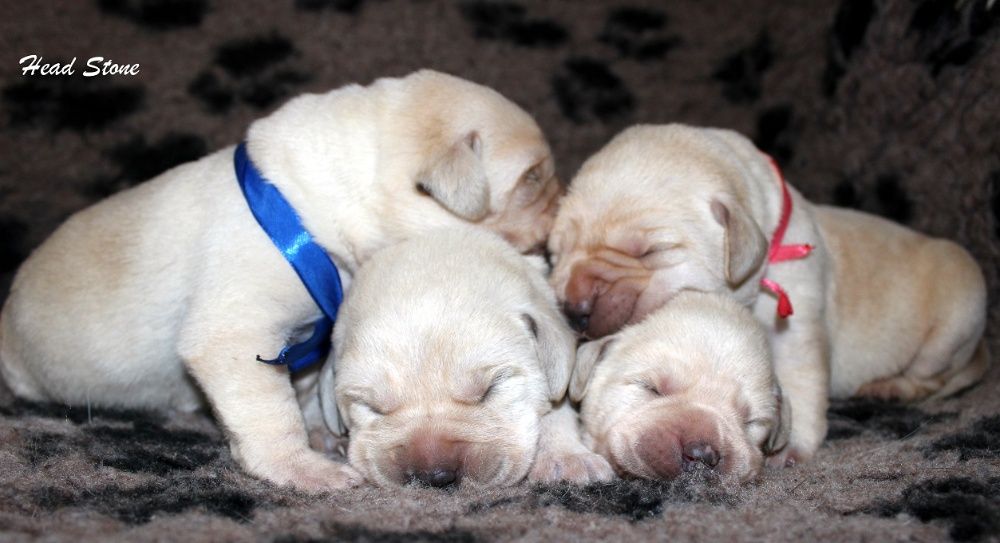 Лабрадор ретривер, Питомник