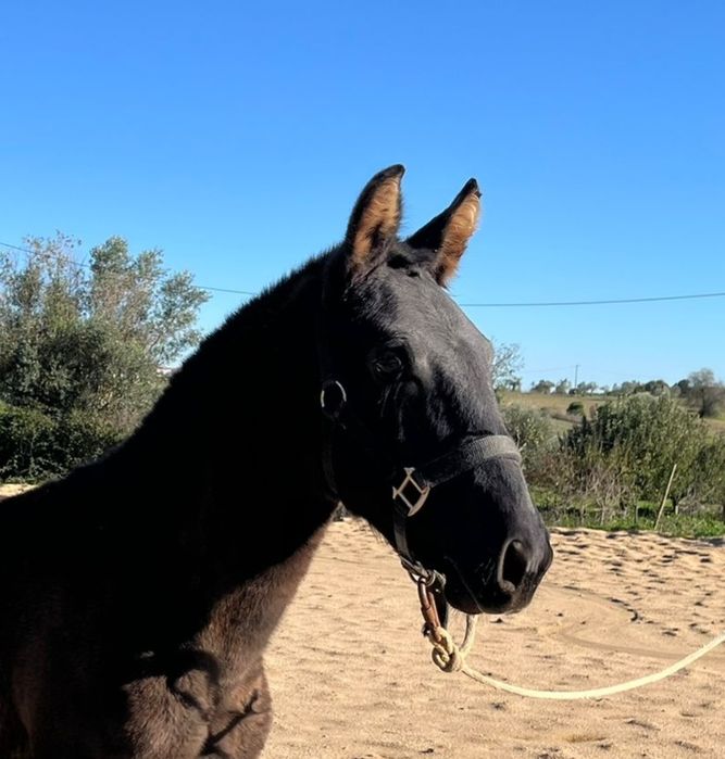Poldro Lusitano preto