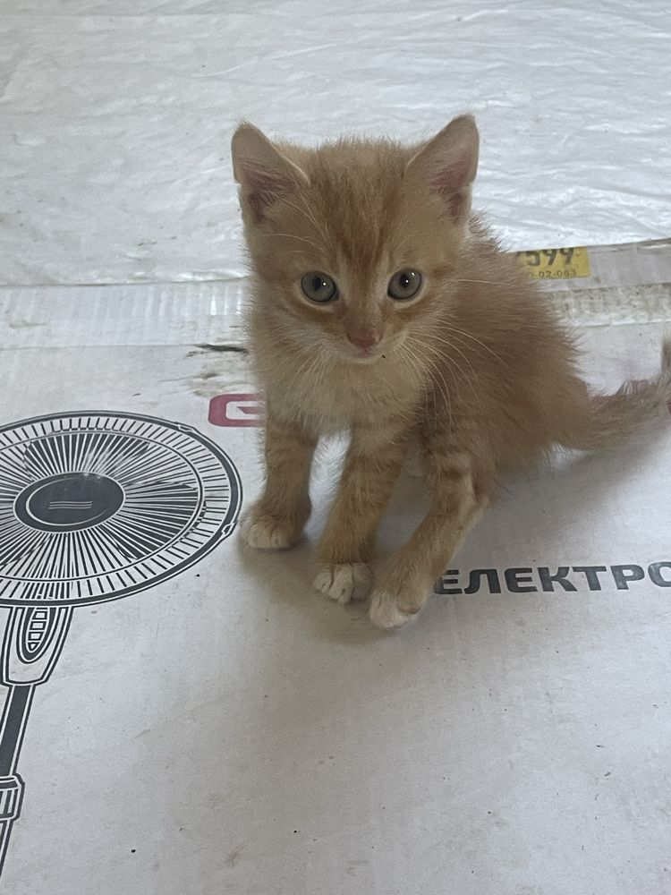 Котики маленькі звичайні