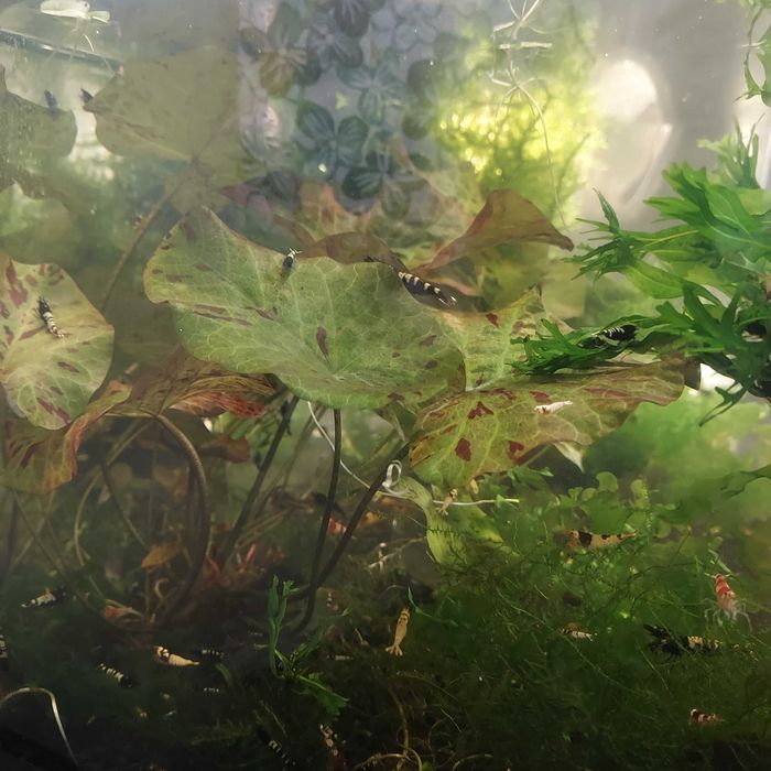 Lotos tygrysi sadzonka