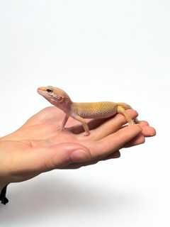 gekon lamparci sklep zoologiczny GRUBY KOCUR rzeszów