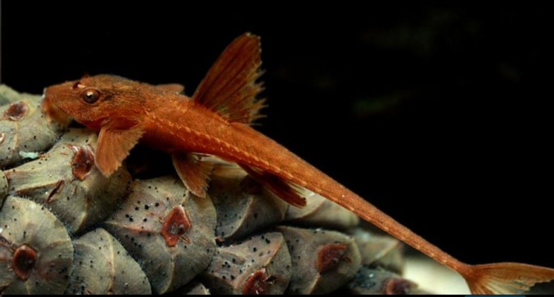 Loricaria Red - Sklep Zoologiczny