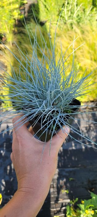 Злакові трави: пеннісетум, міскантус тощо