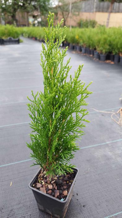 Tuja szmaragd Multiplat + Tuja p9