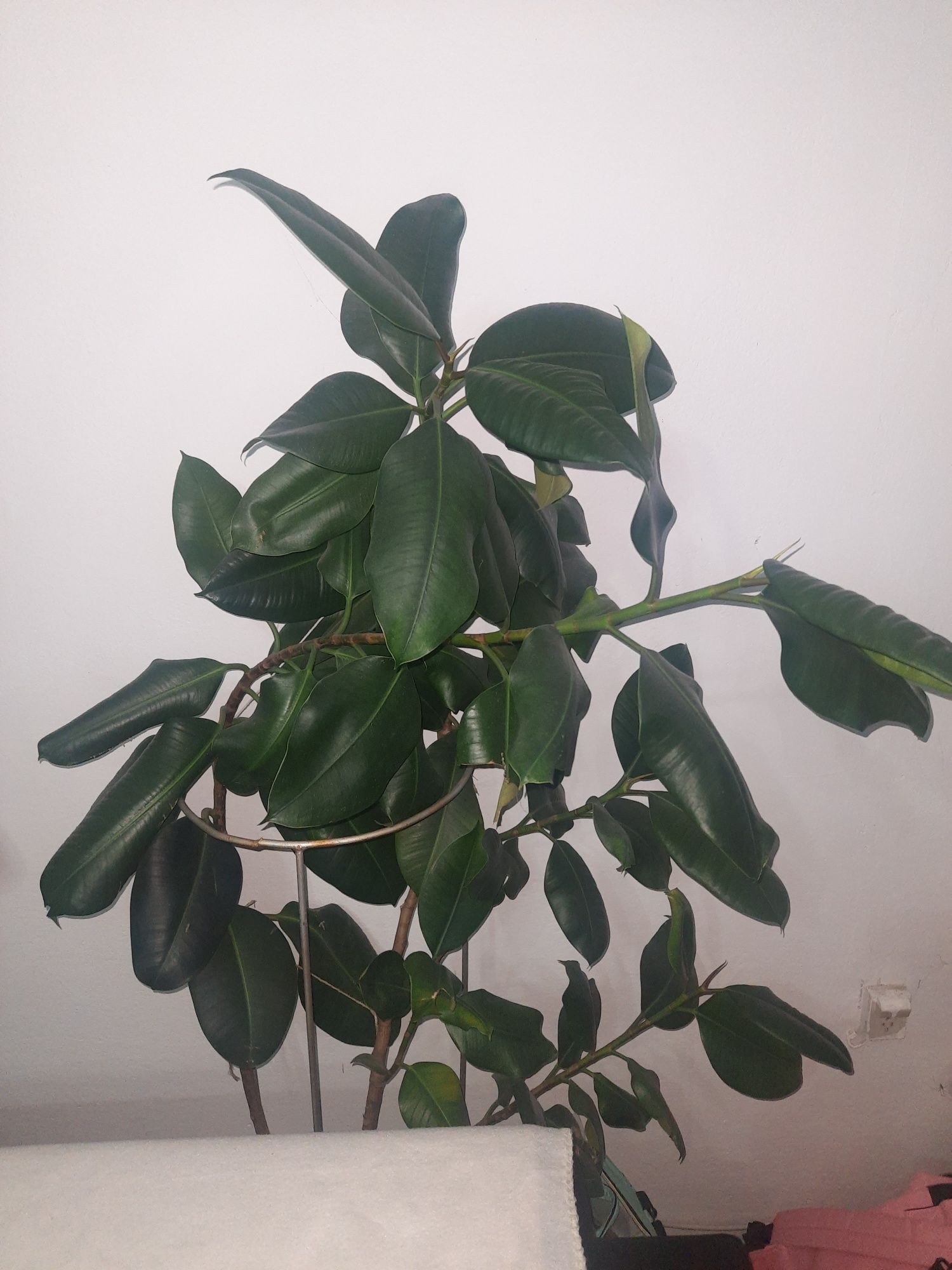 Fikus sprężysty , Ficus elastica