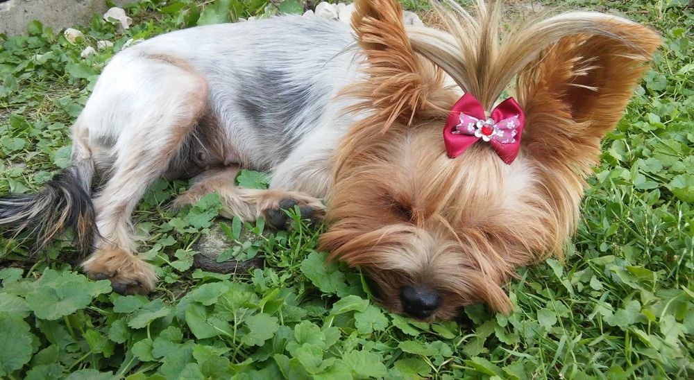Śliczne mini cudo Yorkshire terrier piesek