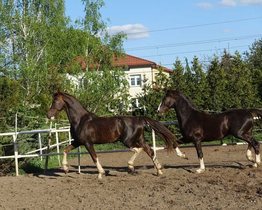 Para ogierów KWPN 3,5 letnie
