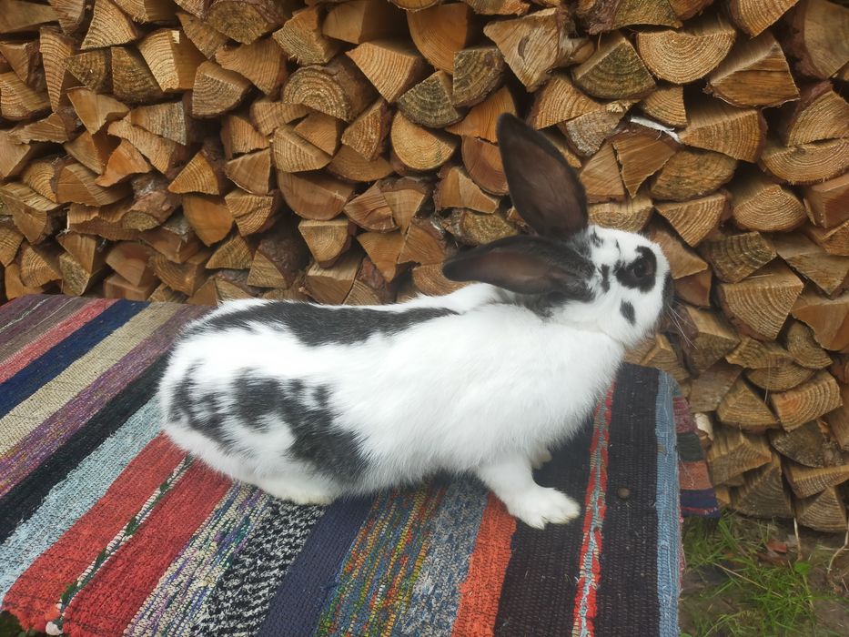 Кролі на плем'я Строкачі. Кролики, молодняк,кітні самки, робочі самці