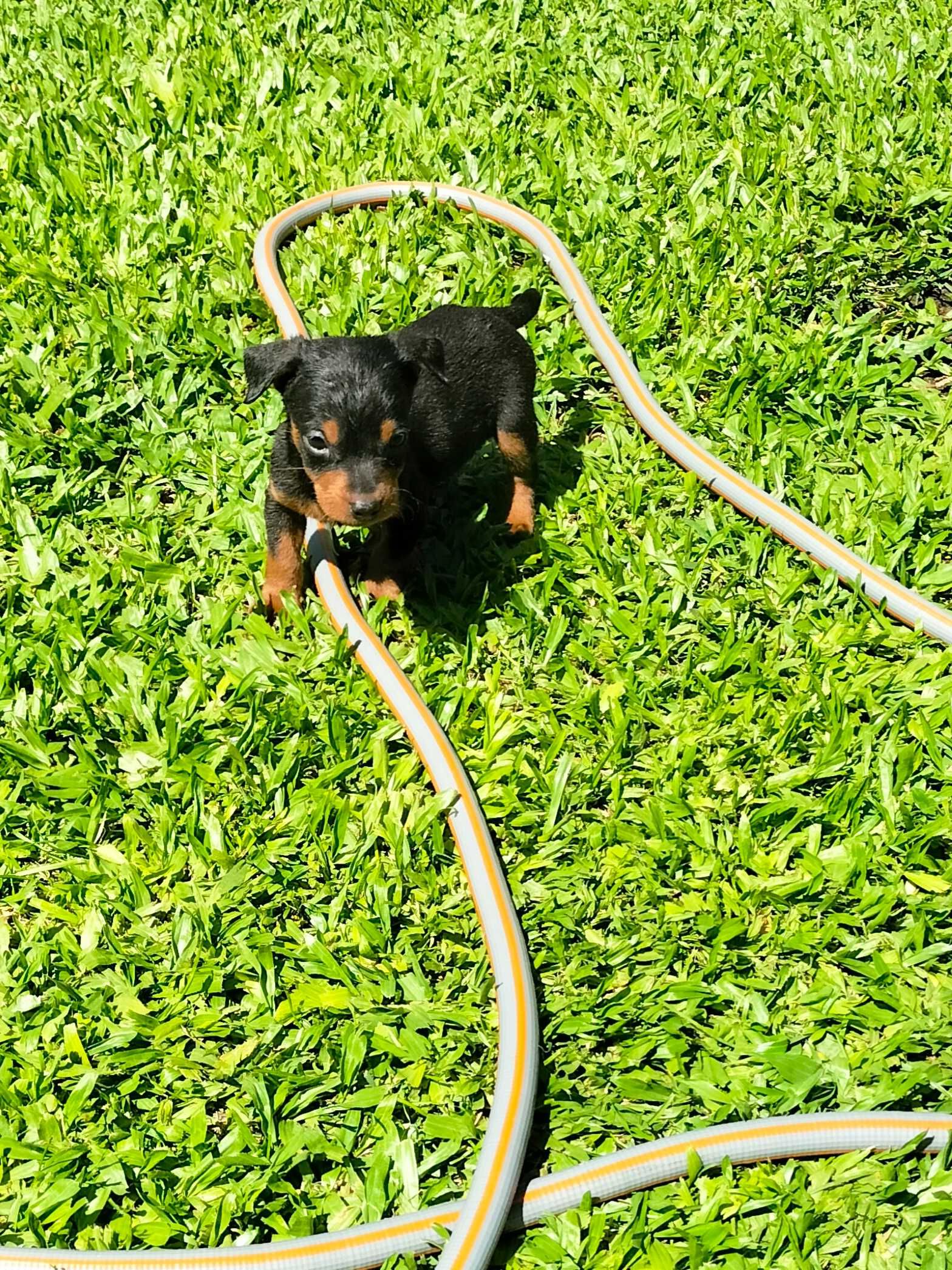 Pinscher mini macho