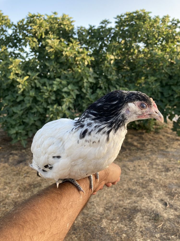 Frangas Lakenvelder