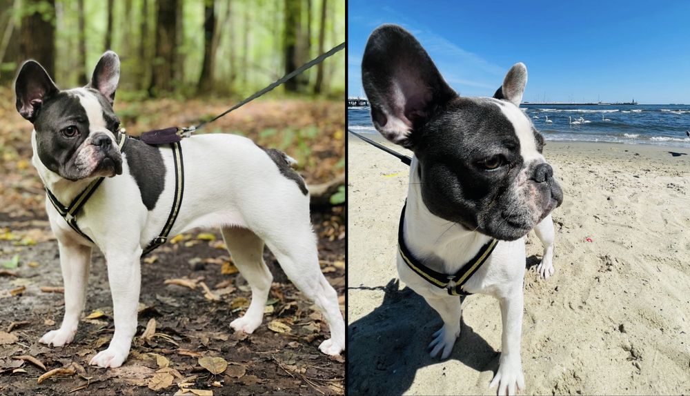 Do adopcji- Buldog francuski, suczka, 5 lat