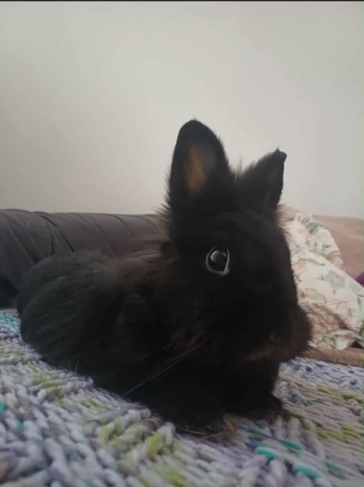 Oddam krolika w dobre ręce