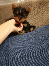 YORK Yorkshire terrier platynowy 2,5 mies chip rodowód paszport