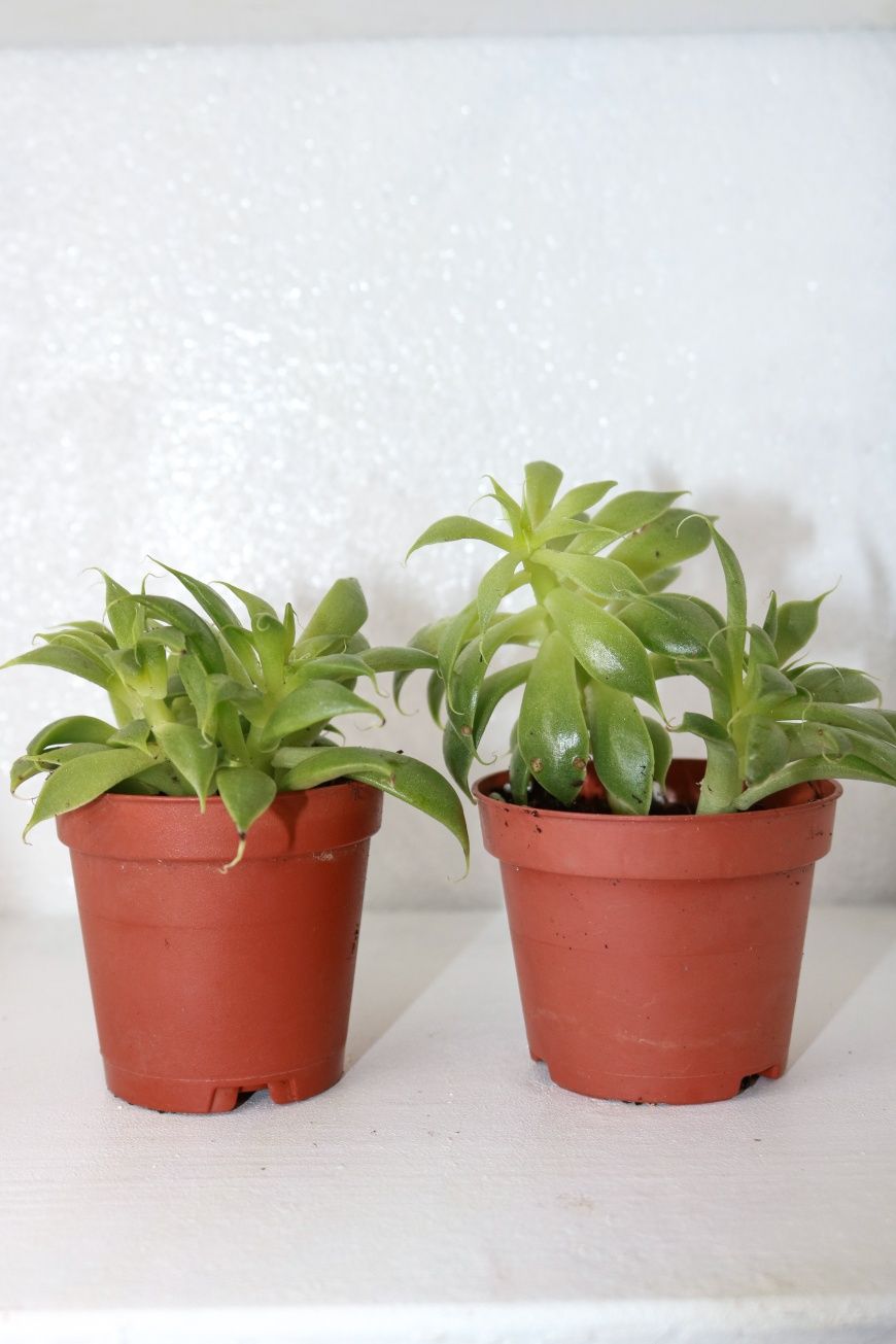 Vendo varias plantas