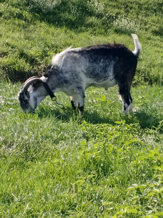 В'язка кіз козликом Акція!!! 1-700 3-600