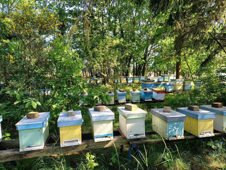 Miód z własnej pasieki