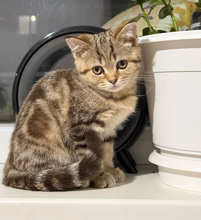 Продаються шотландські кошенята