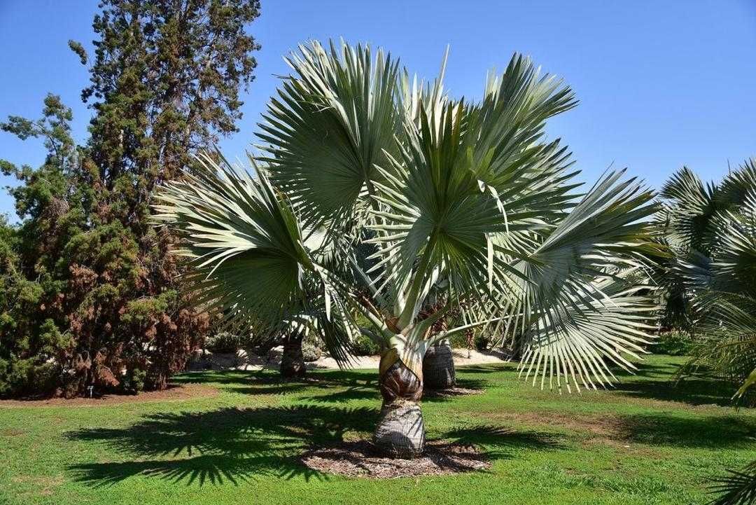 Palma Bismarckia Nobilis var. Silver  Przedsprzedaż