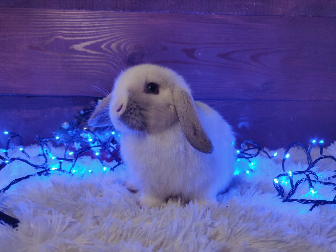 Króliczki Mini Lop. Piękne maluszki.