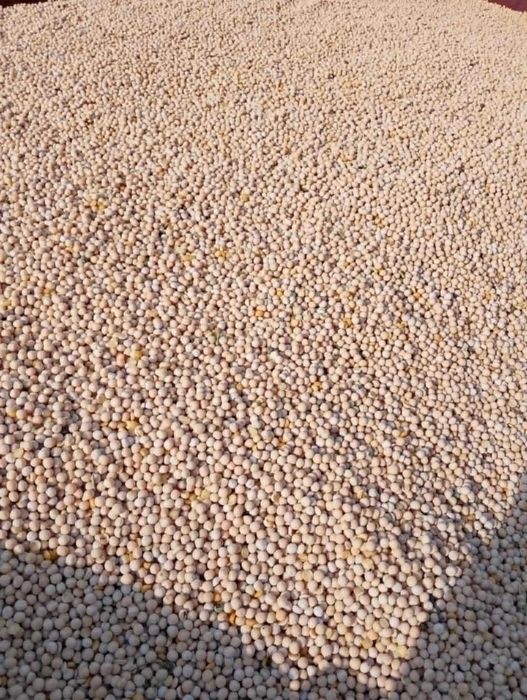 Sprzedam groch Astronaute