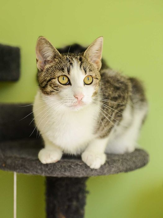 młoda kotka Arielka - preferowana adopcja w dwupaku z Jolie