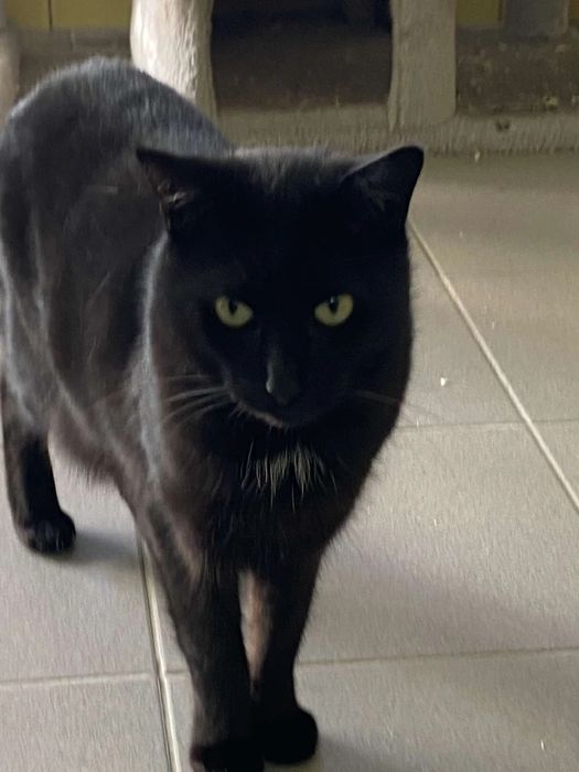 Czarnym kocurek Elmo do adopcji od 3lat :(