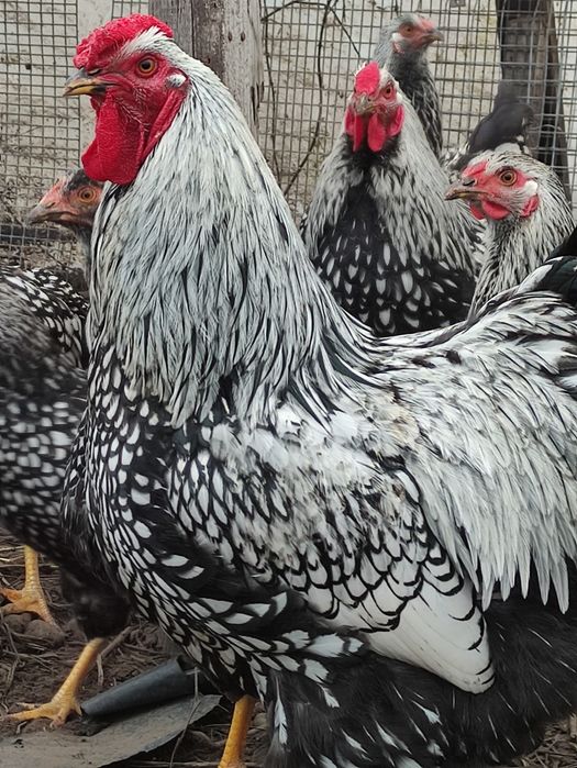 Виіандот серебристий (півень)