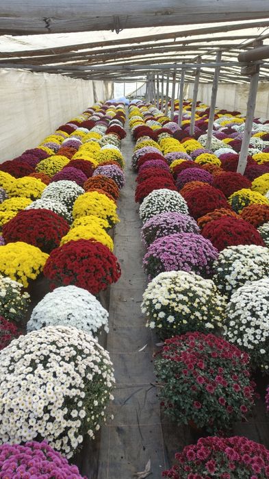 Chryzantemy drobnokwiatowe